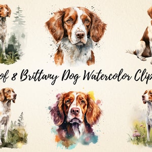 Acquerello Brittany Dog Clipart, Pacchetto di illustrazioni PNG di alta qualità con ritratto di animale domestico, Artigianato in carta digitale, Scrapbooking, Uso commerciale