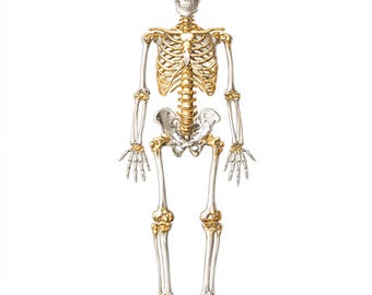 Skeleton Anatomy Clipart Bundle: High-Resolution JPG Illustrations Commercial Use