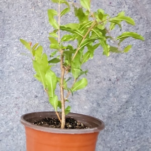 Pomegrante from Cuttings, Ready to be trained for Bonsai