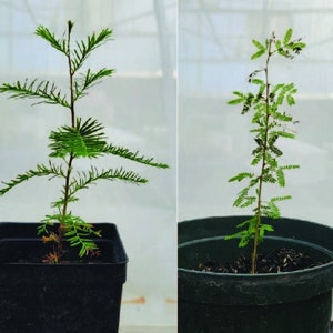 Native Texas Tree Small Seedlings , Perfect for Bonsai: Five available species (Ebony, Persimmon, Palo Verde, Live Oak,