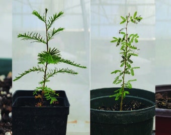 Native Texas Tree Small Seedlings , Perfect for Bonsai: Five available species (Ebony, Persimmon, Palo Verde, Live Oak,