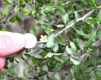 Texas Almond (Prunus minutiflora): Native Texas tree great for Bonsai or native landscaping