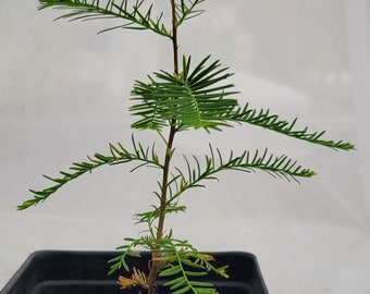 Bald Cypress, Native Texas Tree Seeds and Seedlings: Taxodium distichum, great for Bonsai or native landscaping