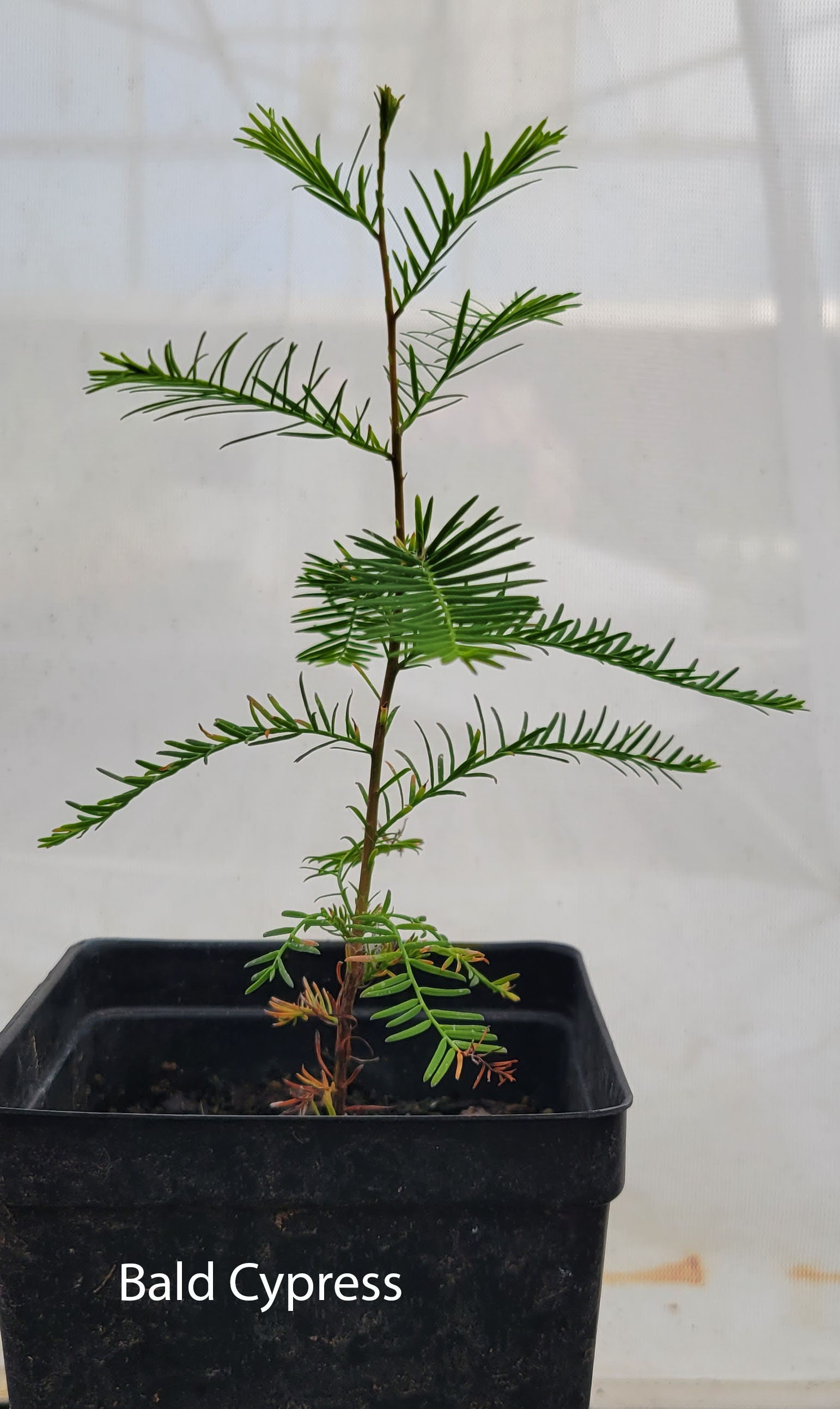 Terrific Bald Cypress Seeds Gallery
