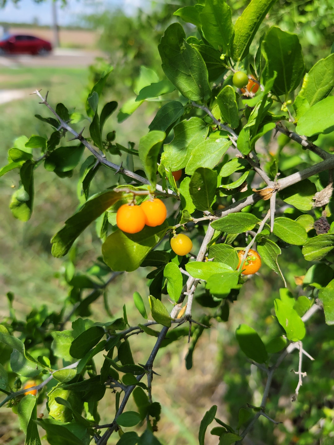 Granjeno or Spiny Hackberry, Native Texas Tree Seeds and Seedlings ...