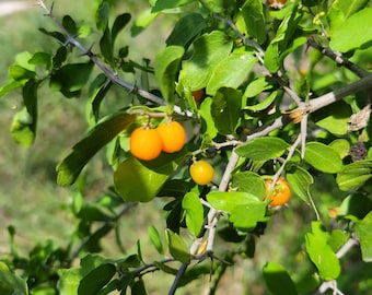 Granjeno or Spiny Hackberry, Native Texas Tree Seeds and Seedlings: Celtis ehrenbergiana, great for Bonsai or native landscaping