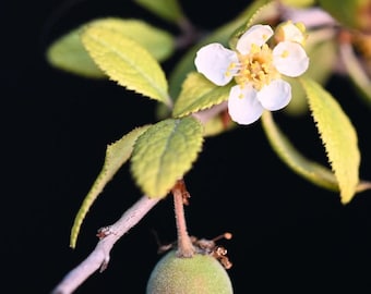 Texas Peach (Prunus texana): Native Texas tree great for Bonsai or native landscaping