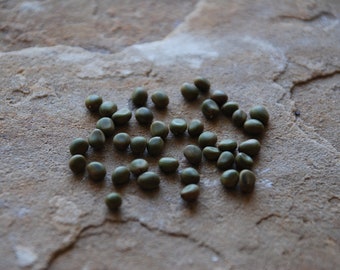 50 Huisache (Sweet Acacia; Vachellia farnesiana) Seeds, Perfect for Bonsai