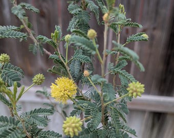Dwarf Screwbean, Native Texas Tree Seeds and Seedlings: Prosopis reptans, great for Bonsai or native landscaping