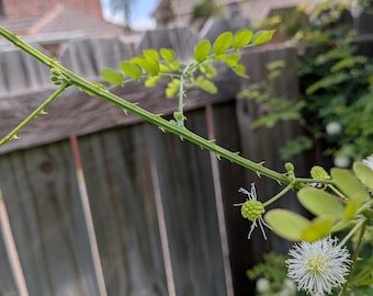 Raspilla, Native Texas Tree Seeds and Seedlings: Mimosa malacophylla, great for native landscaping, trellises, native pollinators