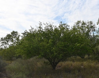 Texas Ebony, Native Texas Tree Seeds and Seedlings: Ebenopsis ebano, great for Bonsai or native landscaping