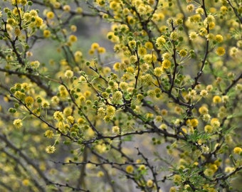 Whitethorn Acacia, Native Texas Tree Seeds and Seedlings: Vachellia constricta, great for Bonsai or native landscaping
