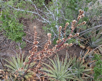 Texas False Agave (Hechtia texensis), Rare Native Texas Bromeliad