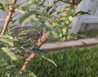 Texas Mimosa, Native Texas Tree Seeds and Seedlings: Mimosa texana, great for Bonsai or native landscaping