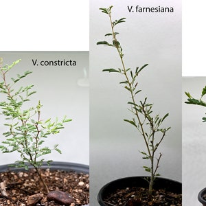 Multipacks of Native Texas Trees 2, 3, or 5 Pack Seedlings: Perfect for Bonsai or Native Plant Landscaping