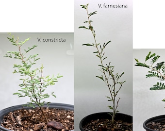 Multipacks of Native Texas Trees 2, 3, or 5 Pack Seedlings: Perfect for Bonsai or Native Plant Landscaping