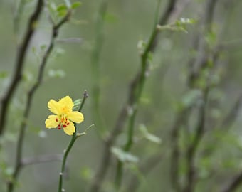 Texas Palo Verde, Native Texas Tree Seeds and Seedlings: Parkinsonia texana, great for Bonsai or native landscaping