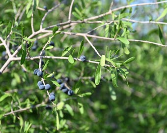 Narrowleaf Forestiera, Native Texas Tree Seeds and Seedlings: Forestiera angustifolia, great for Bonsai or native landscaping