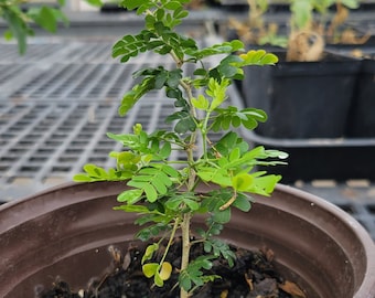 Native Texas Trees Large Seedlings, 8 - 18 ", Perfect for Bonsai: Bald Cypress, Persimmon, Ebony, Live Oak, Palo Verde