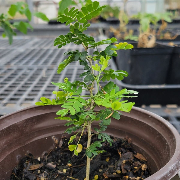 Native Texas Trees Large Seedlings, 8 - 18 ", Perfect for Bonsai: Bald Cypress, Persimmon, Ebony, Live Oak, Palo Verde