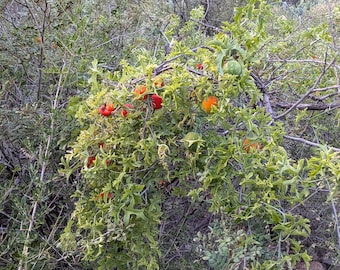 Slimlobe Globeberry (Ibervillea tenuisecta): Unusual Native Texas Caudex Vine