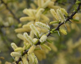 Blackbrush Acacia (Chaparro Prieto), Native Texas Tree Seeds and Seedlings: Vachellia rigidula, great for Bonsai or native landscaping