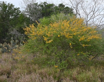 Huisachillo, Native Texas Tree Seeds and Seedlings: Vachellia bravoensis, great for Bonsai or native landscaping