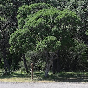Texas Persimmon, Native Texas Tree Seeds and Seedlings: Diospyros texana, great for Bonsai or native landscaping