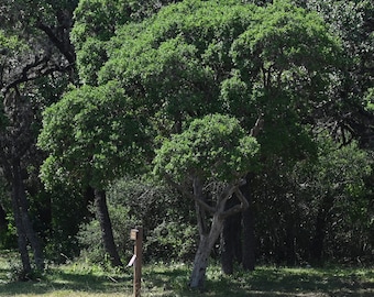 Texas Persimmon, Native Texas Tree Seeds and Seedlings: Diospyros texana, great for Bonsai or native landscaping