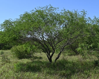 Huisache, Native Texas Tree Seeds and Seedlings: Vachellia farnesiana, great for Bonsai or native landscaping