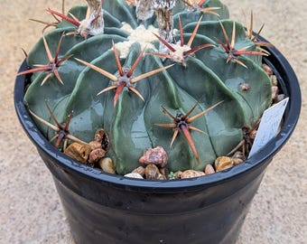 Horse Crippler Cactus (echinocactus Texensis) Seeds - 25 - Etsy
