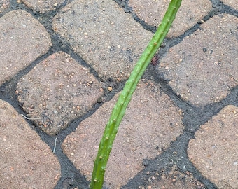 Vine-like Moonlight Cactus (Selenicereus spinulosus)
