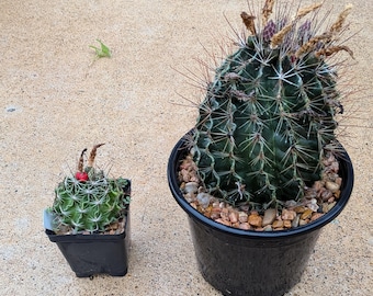 Miniature Barrel Cactus (Hamatocactus setispinus), Native Texas Cactus
