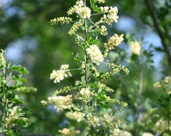 Wright Catclaw Acacia, Native Texas Tree Seeds and Seedlings: Senegalia wrightii, great for Bonsai or native landscaping