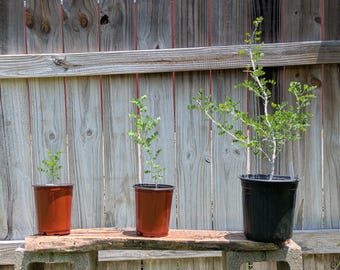 Texas Babybonnets, Native Texas Tree Seeds and Seedlings: Coursetia axillaris, great for Bonsai or native landscaping