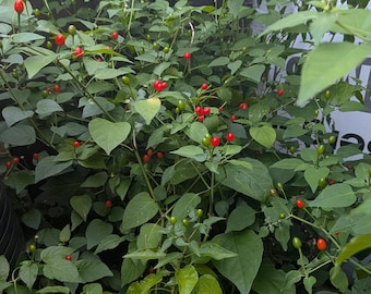 Chiltepin or Pequin pepper (Capsicum annuum var. glabriusculum), Native Texas plant
