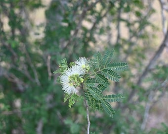 Tenaza, Native Texas Tree Seeds and Seedlings: Havardia pallens, great for Bonsai or native landscaping
