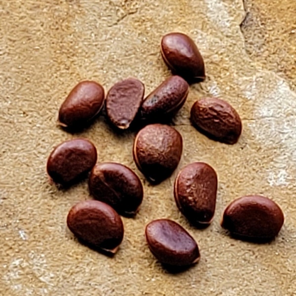 Native Texas Tree Seeds - 25 count, great for bonsai: Five species (Ebony, Persimmon, Bald Cypress, Live Oak, Palo Verde)