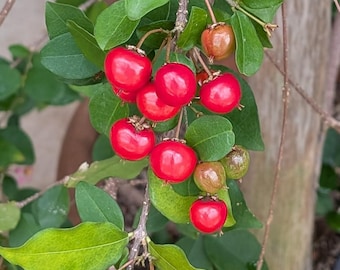 Dwarf Barbados Cherry "Weeping", Native Texas Tree Seeds and Seedlings: Malpighia glabra, great for Bonsai or native landscaping
