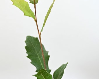 Coastal Live Oak, Native Texas Tree Seeds and Seedlings: Quercus virginiana, great for Bonsai or native landscaping