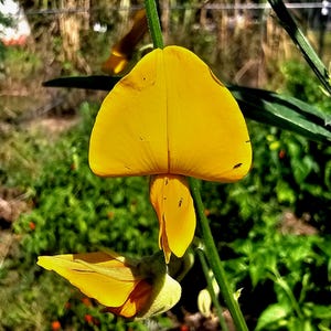 May include: Close-up of a vibrant yellow flower with a unique shape, set against a backdrop of green foliage. The flower's petals are a bright, sunny yellow, with a distinctive form. The image captures the natural beauty of the plant.