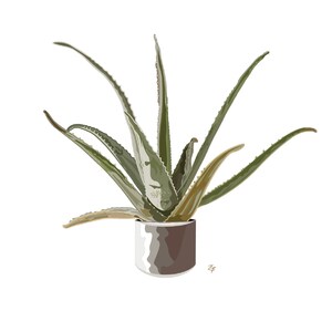 Puede incluir: Una planta de aloe vera verde en una maceta marr&oacute;n. La planta tiene hojas largas y espinosas.