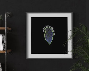 Begonia Darthvaderiana