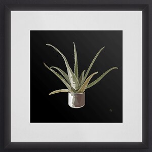 Puede incluir: Una planta de aloe vera verde en una maceta marr&oacute;n sobre un fondo negro.