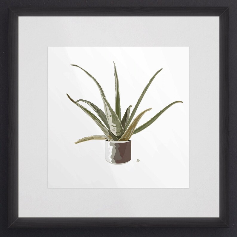 Puede incluir: Una planta de aloe vera verde en una maceta marr&oacute;n con un borde blanco. La planta est&aacute; sobre un fondo blanco.