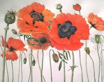 Original Watercolor Papaver somniferum - Poppy - UNIKAT