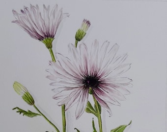 Botanical Drawing / Watercolor Kapmargarite Osteospermum / Flower / Unique / Original