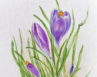 Dessin botanique / Aquarelle Crocus / Printemps / Fleur / Unique / Floraison précoce /