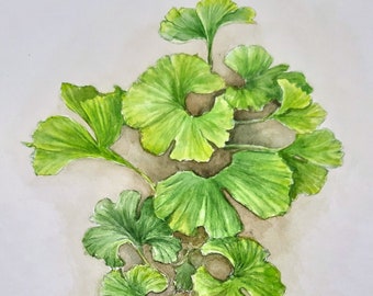 Watercolor Ginkgo biloba, original, unique, plant drawing, painting, tree, ginkgo leaves, botanical drawing,