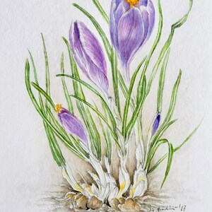Botanical Drawing / Watercolor Crocus / Spring / Flower / Unique / Early Bloomer / image 2